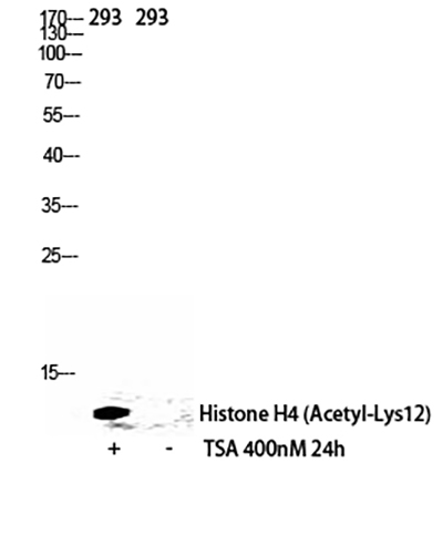 Histone H4 (Acetyl Lys12) Rabbit Polyclonal Antibody | 兔多抗 | EnkiLife恩玑生命