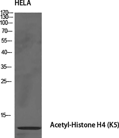 Histone H4 (Acetyl Lys5) Rabbit Polyclonal Antibody | 兔多抗 | EnkiLife恩玑生命