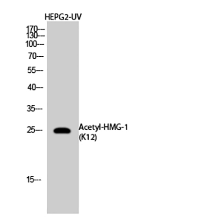 HMG-1 (Acetyl Lys12) Rabbit Polyclonal Antibody | 兔多抗 | EnkiLife恩玑生命
