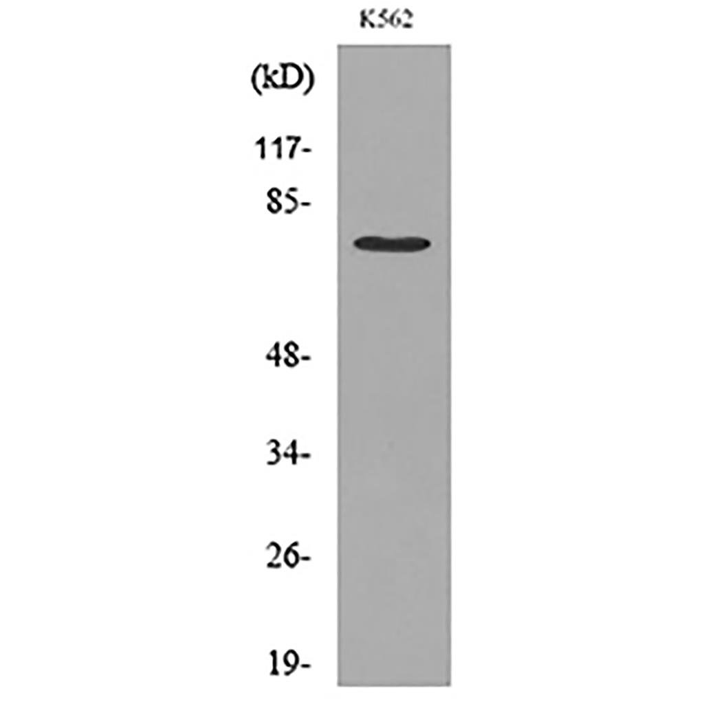 p73 (Acetyl Lys321) Rabbit Polyclonal Antibody | 兔多抗 | EnkiLife恩玑生命