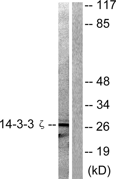 14-3-3 ζ Rabbit Polyclonal Antibody | 兔多抗 | EnkiLife恩玑生命