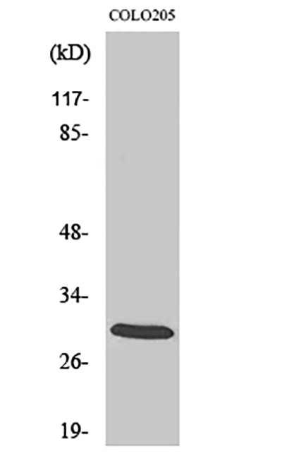 14-3-3 ζ Rabbit Polyclonal Antibody | 兔多抗 | EnkiLife恩玑生命