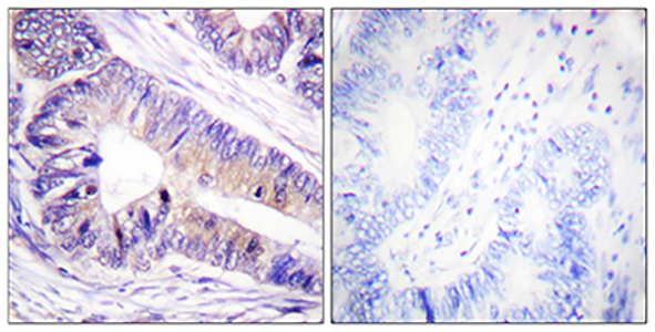 14-3-3 ζ/δ Rabbit Polyclonal Antibody | 兔多抗 | EnkiLife恩玑生命
