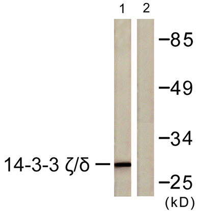 14-3-3 ζ/δ Rabbit Polyclonal Antibody | 兔多抗 | EnkiLife恩玑生命