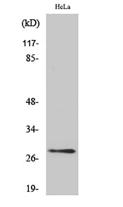 14-3-3 θ/τ Rabbit Polyclonal Antibody | 兔多抗 | EnkiLife恩玑生命