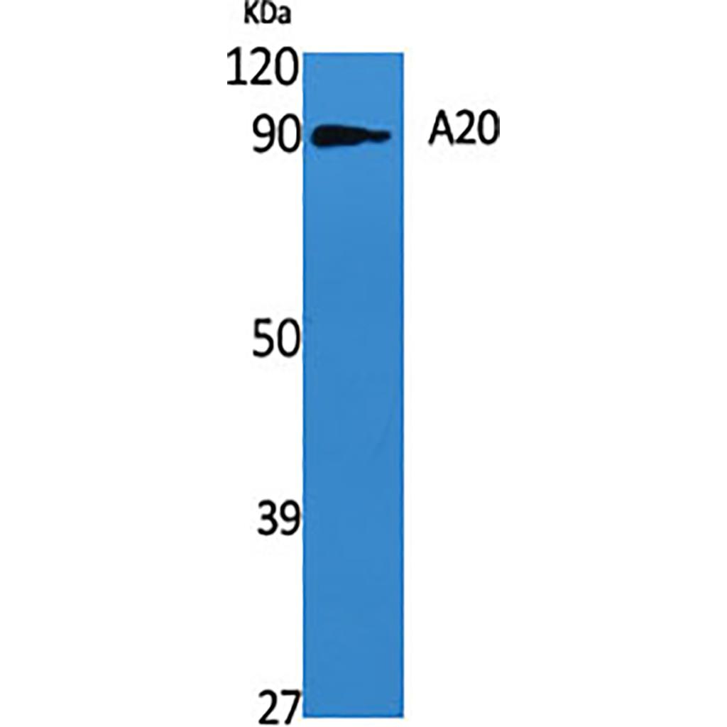A20 Rabbit Polyclonal Antibody | 兔多抗 | EnkiLife恩玑生命