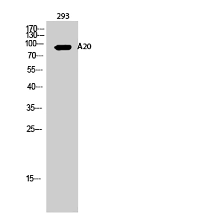 A20 Rabbit Polyclonal Antibody | 兔多抗 | EnkiLife恩玑生命