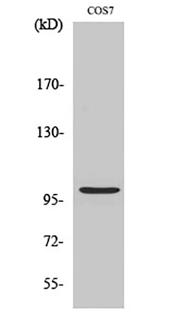 AAK1 Rabbit Polyclonal Antibody | 兔多抗 | EnkiLife恩玑生命