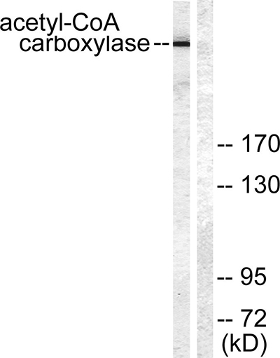 ACCα Rabbit Polyclonal Antibody | 兔多抗 | EnkiLife恩玑生命