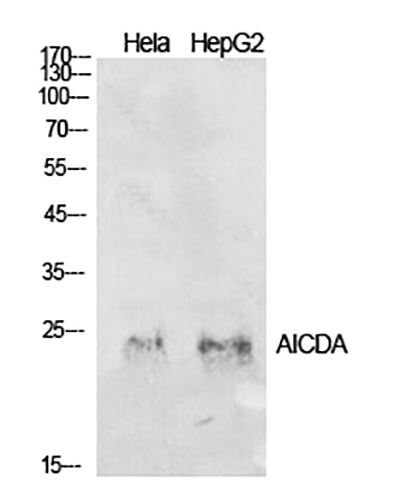 AID Rabbit Polyclonal Antibody | 兔多抗 | EnkiLife恩玑生命