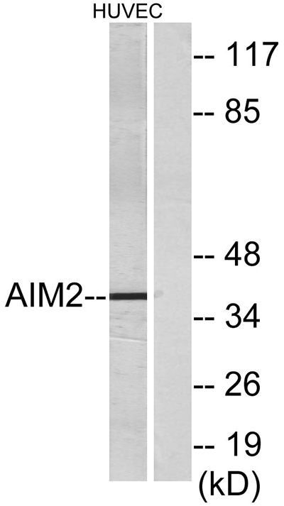 AIM2 Rabbit Polyclonal Antibody | 兔多抗 | EnkiLife恩玑生命