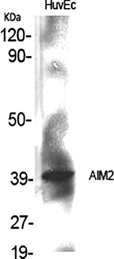 AIM2 Rabbit Polyclonal Antibody | 兔多抗 | EnkiLife恩玑生命