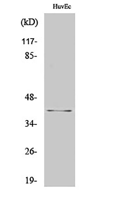 AIM2 Rabbit Polyclonal Antibody | 兔多抗 | EnkiLife恩玑生命