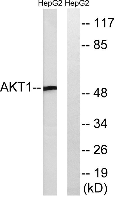 Akt1 Rabbit Polyclonal Antibody | 兔多抗 | EnkiLife恩玑生命