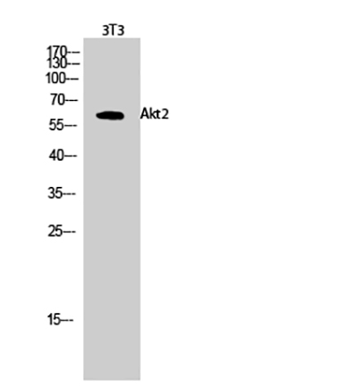 Akt2 Rabbit Polyclonal Antibody | 兔多抗 | EnkiLife恩玑生命