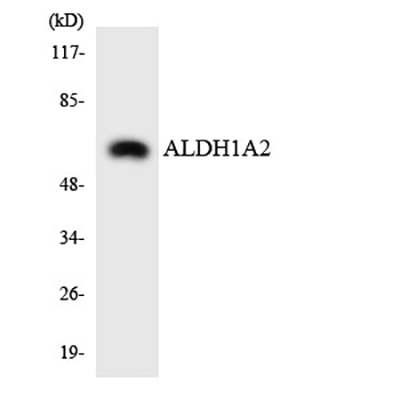 ALDH1A2 Rabbit Polyclonal Antibody | 兔多抗 | EnkiLife恩玑生命