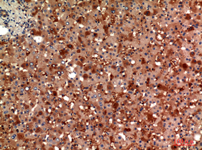 ANG I Rabbit Polyclonal Antibody | 兔多抗 | EnkiLife恩玑生命