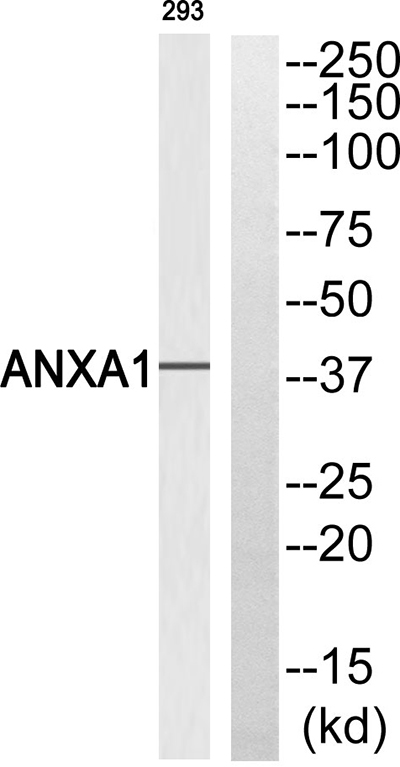 Annexin I Rabbit Polyclonal Antibody | 兔多抗 | EnkiLife恩玑生命