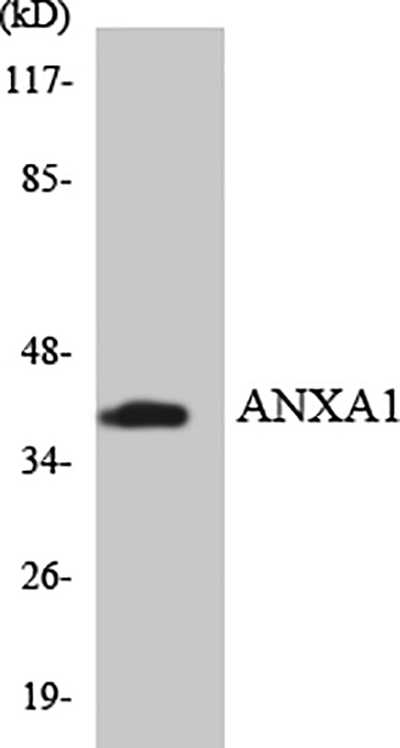 Annexin I Rabbit Polyclonal Antibody | 兔多抗 | EnkiLife恩玑生命