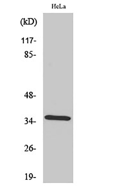 Annexin II Rabbit Polyclonal Antibody | 兔多抗 | EnkiLife恩玑生命
