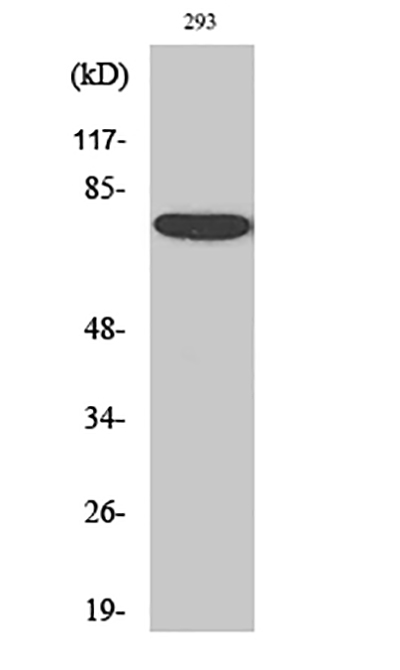 Annexin VI Rabbit Polyclonal Antibody | 兔多抗 | EnkiLife恩玑生命