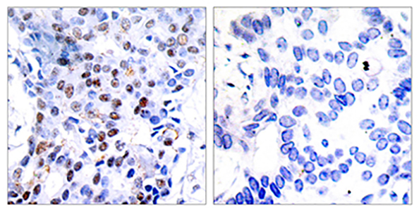 AP-1 Rabbit Polyclonal Antibody | 兔多抗 | EnkiLife恩玑生命