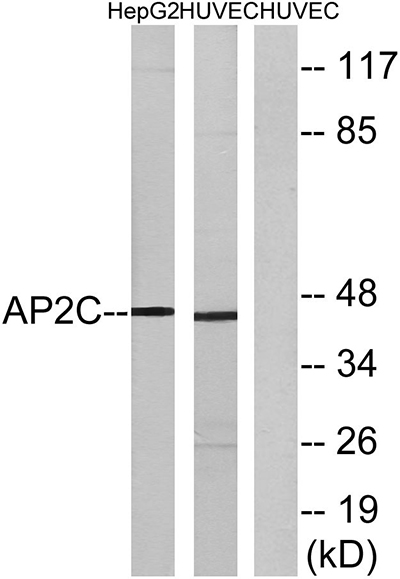 AP-2γ Rabbit Polyclonal Antibody | 兔多抗 | EnkiLife恩玑生命