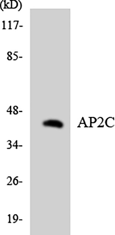 AP-2γ Rabbit Polyclonal Antibody | 兔多抗 | EnkiLife恩玑生命