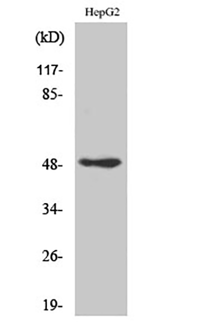 AP-2γ Rabbit Polyclonal Antibody | 兔多抗 | EnkiLife恩玑生命