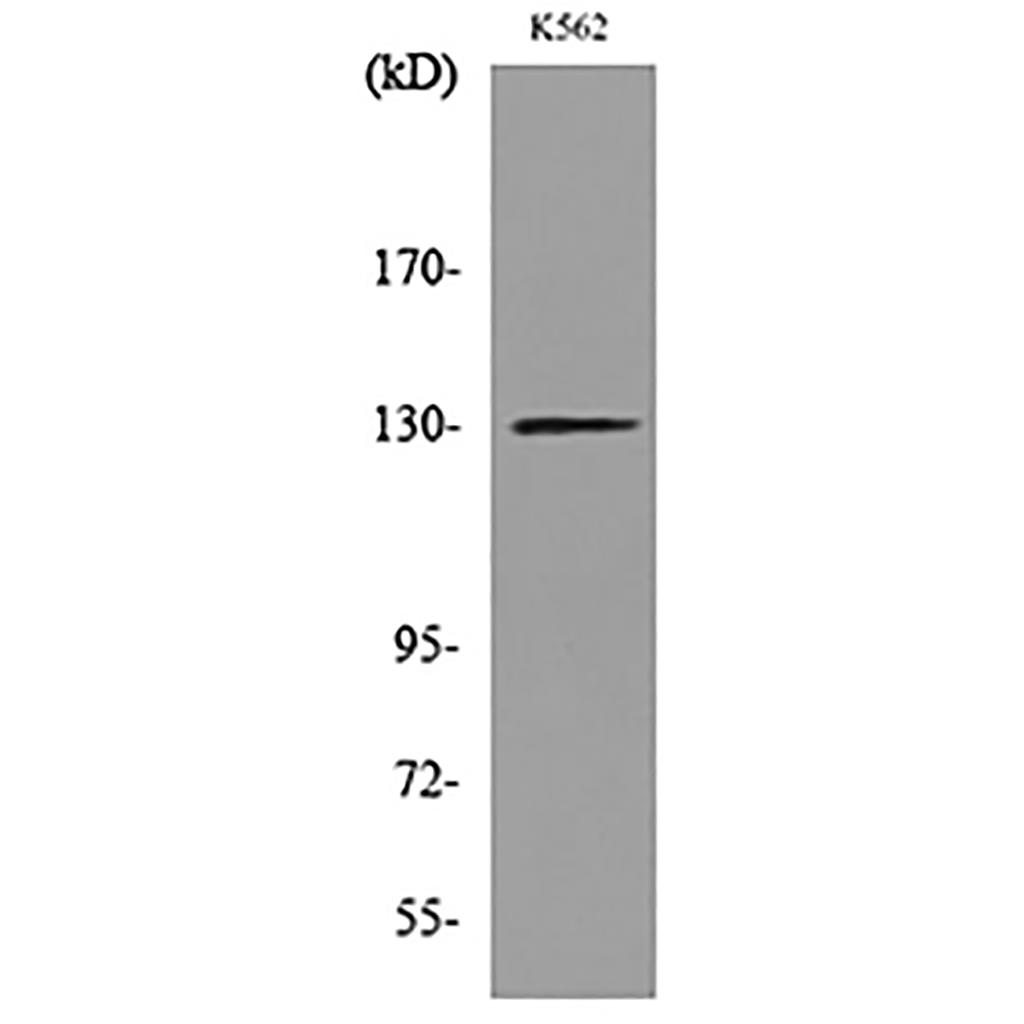 Apaf-1 Rabbit Polyclonal Antibody | 兔多抗 | EnkiLife恩玑生命