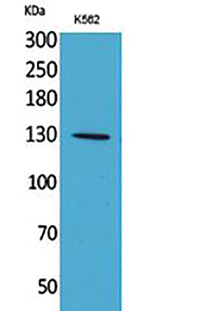 Apaf-1 Rabbit Polyclonal Antibody | 兔多抗 | EnkiLife恩玑生命