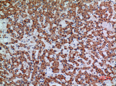 Apaf-1 Rabbit Polyclonal Antibody | 兔多抗 | EnkiLife恩玑生命