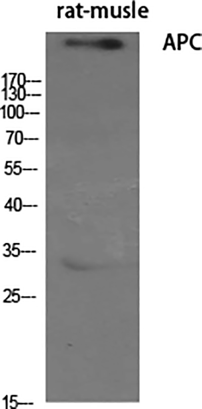 APC Rabbit Polyclonal Antibody | 兔多抗 | EnkiLife恩玑生命