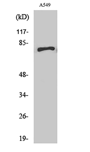 APPL1 Rabbit Polyclonal Antibody | 兔多抗 | EnkiLife恩玑生命