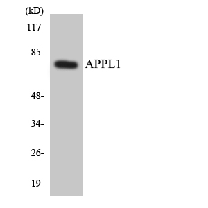 APPL1 Rabbit Polyclonal Antibody | 兔多抗 | EnkiLife恩玑生命