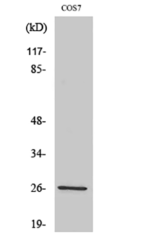 AQP2 Rabbit Polyclonal Antibody | 兔多抗 | EnkiLife恩玑生命