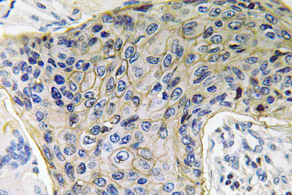 AQP4 Rabbit Polyclonal Antibody | 兔多抗 | EnkiLife恩玑生命