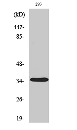 AQP4 Rabbit Polyclonal Antibody | 兔多抗 | EnkiLife恩玑生命