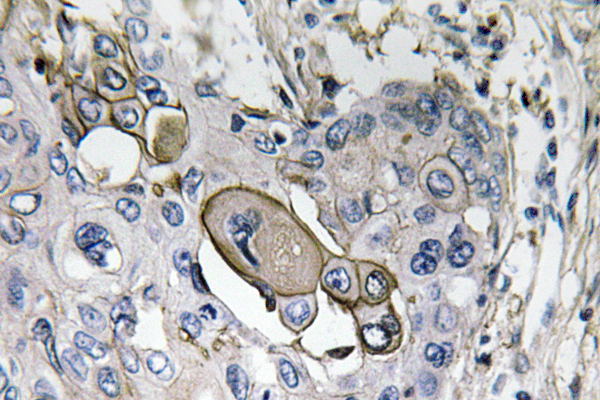 AQP5 Rabbit Polyclonal Antibody | 兔多抗 | EnkiLife恩玑生命