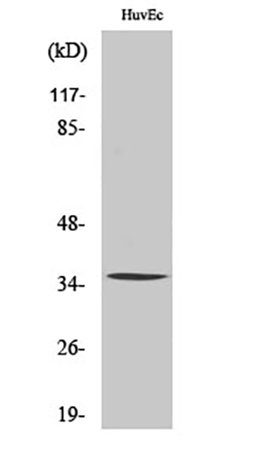 AQP5 Rabbit Polyclonal Antibody | 兔多抗 | EnkiLife恩玑生命