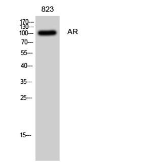 AR Rabbit Polyclonal Antibody | 兔多抗 | EnkiLife恩玑生命