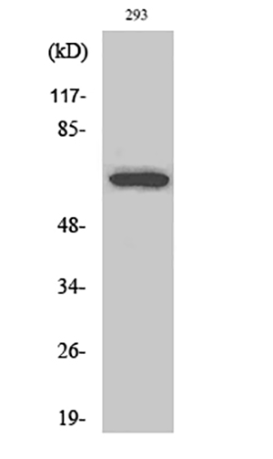 ARA70 Rabbit Polyclonal Antibody | 兔多抗 | EnkiLife恩玑生命