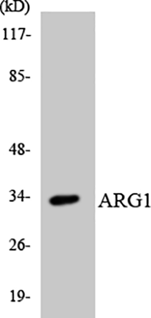 Arginase I Rabbit Polyclonal Antibody | 兔多抗 | EnkiLife恩玑生命