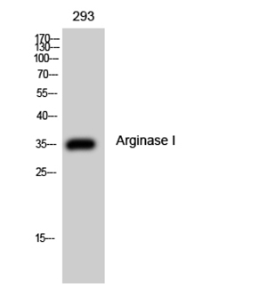 Arginase I Rabbit Polyclonal Antibody | 兔多抗 | EnkiLife恩玑生命