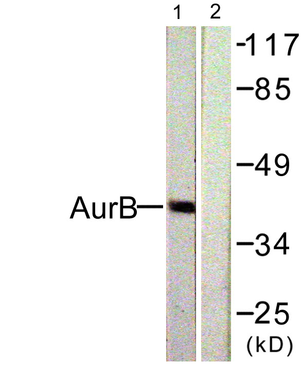 ARK-2 Rabbit Polyclonal Antibody | 兔多抗 | EnkiLife恩玑生命