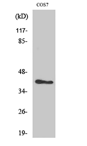 ARK-2 Rabbit Polyclonal Antibody | 兔多抗 | EnkiLife恩玑生命