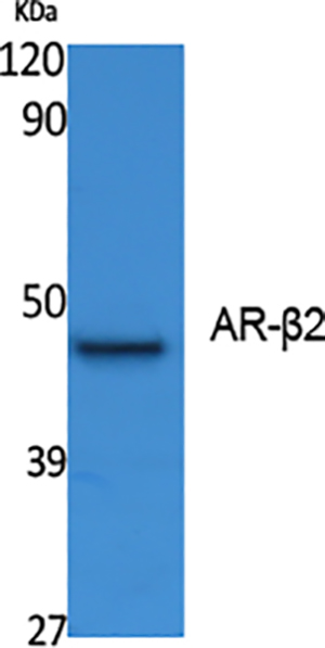 AR-β2 Rabbit Polyclonal Antibody | 兔多抗 | EnkiLife恩玑生命