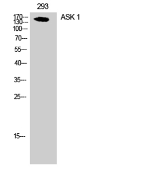 ASK 1 Rabbit Polyclonal Antibody | 兔多抗 | EnkiLife恩玑生命