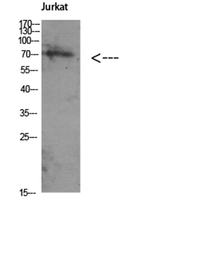 Atg16 Rabbit Polyclonal Antibody | 兔多抗 | EnkiLife恩玑生命