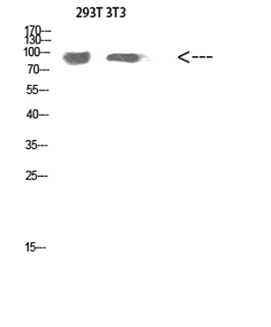 Atg9a Rabbit Polyclonal Antibody | 兔多抗 | EnkiLife恩玑生命